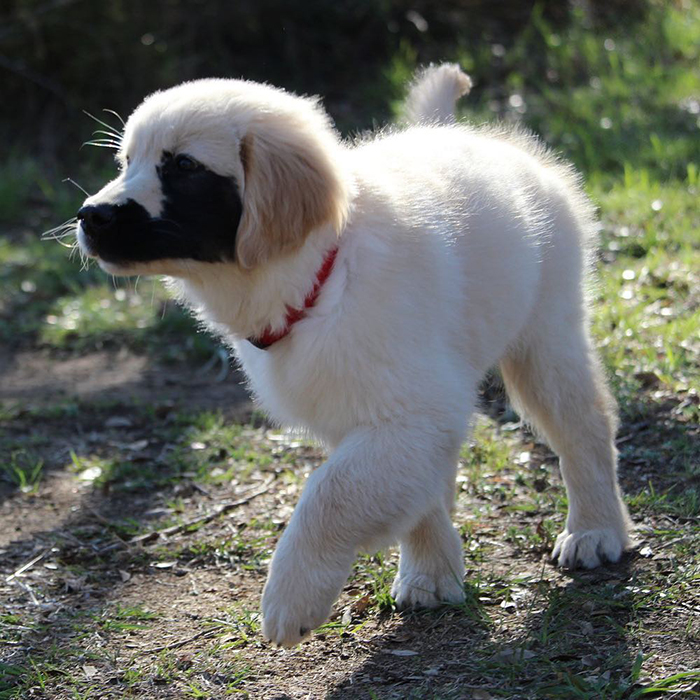 Dogilike.com ::  Enzo ٺԴҵҧҡعѢ ѺѴ㨼餹价š !