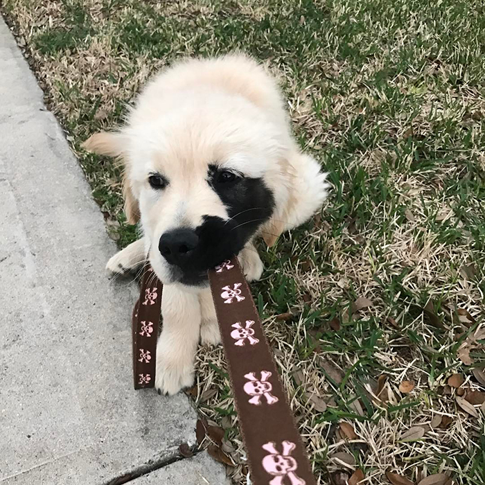 Dogilike.com ::  Enzo ٺԴҵҧҡعѢ ѺѴ㨼餹价š !