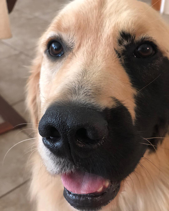 Dogilike.com ::  Enzo ٺԴҵҧҡعѢ ѺѴ㨼餹价š !