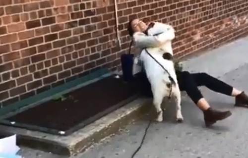 Dogilike.com :: Ŵ͡ҵš! ¨ٺ˭ԧǢй觤Ѿ (Ի)