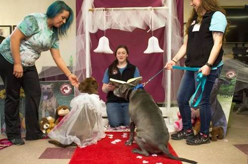 Dogilike.com :: ѡ! ٹѡԧϨѴҹ 2 ٺ١ ѧ㨴Ѻ§