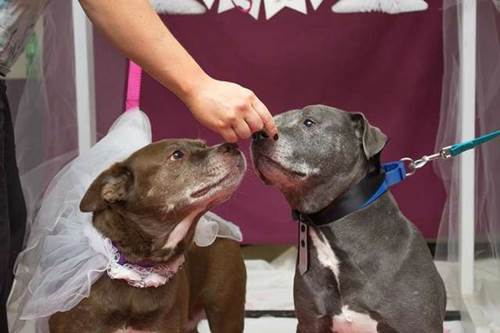 Dogilike.com :: ѡ! ٹѡԧϨѴҹ 2 ٺ١ ѧ㨴Ѻ§