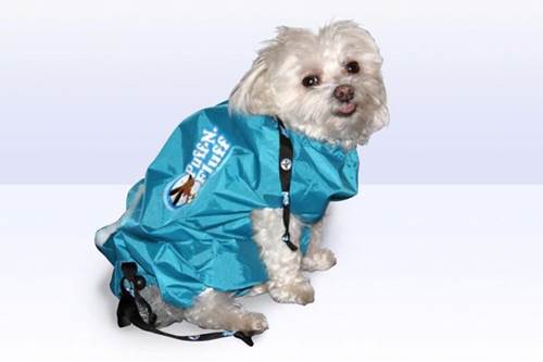 Dogilike.com :: ͧѹͧ! µǪҢعѢ駧  §ҷ