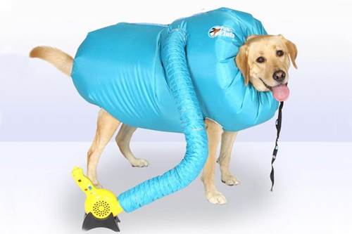Dogilike.com :: ͧѹͧ! µǪҢعѢ駧  §ҷ