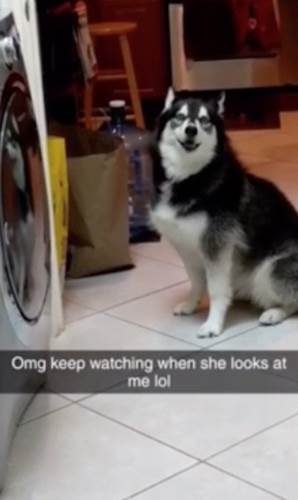 Dogilike.com :: ˹ѡͧ˹! ʡѧҢͧ١෹ͧѡ (Ի)