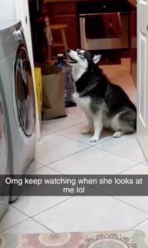 Dogilike.com :: ˹ѡͧ˹! ʡѧҢͧ١෹ͧѡ (Ի)
