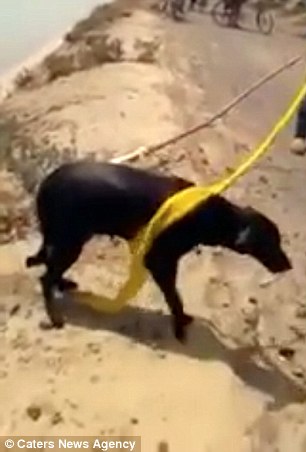 Dogilike.com :: Ѻ! ˹ǫԡʹ⾡ǪªԵعѢ 