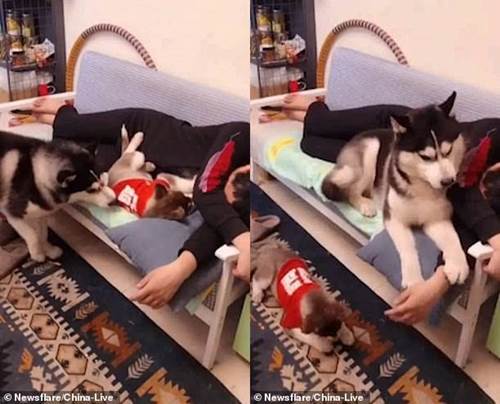 Dogilike.com :: ǧ鹷! ʡ Ԩ١ͧ ͹áҧ͹Ңͧ