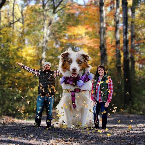 Dogilike.com :: ¹ش! ˹맨ѺٺҶҾ Ѵ˭ѡ 