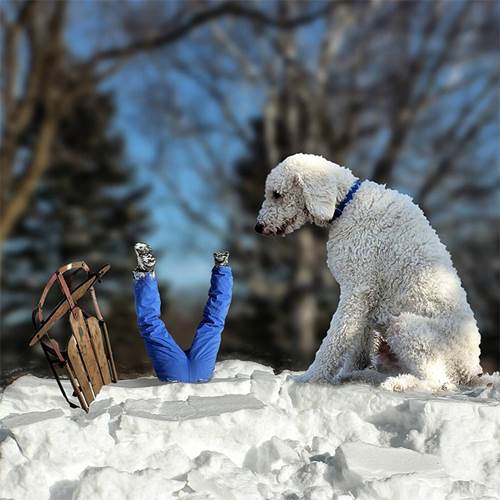 Dogilike.com :: ¹ش! ˹맨ѺٺҶҾ Ѵ˭ѡ 