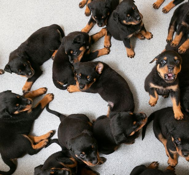 Dogilike.com :: ˹! ͵غʶԵԤʹ١ 16 ҡشѧ 