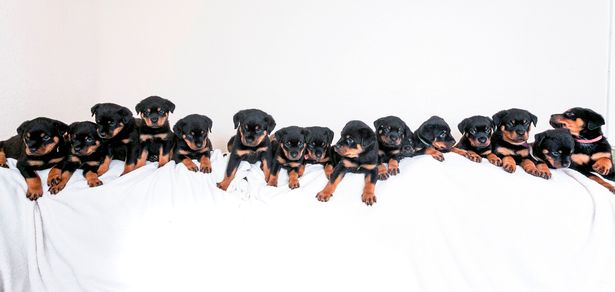 Dogilike.com :: ˹! ͵غʶԵԤʹ١ 16 ҡشѧ 