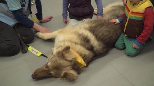 Dogilike.com :: á! ʹԹѧԴ꧹ͧ ˹ҷŴ´͹ͧ