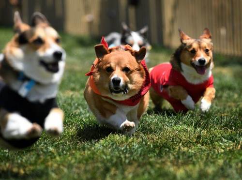 Dogilike.com :: ҡ! СѹѴҹ觤 㨼ʹ(Ի)