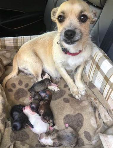 Dogilike.com :: ѡ! Ѻ§عѢͧ ѹ֧ҹʹ١