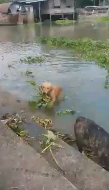 Dogilike.com ::   Ե ¹红Фͧҧ (Ի) 