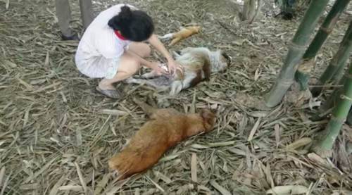 Dogilike.com :: Ңͧ! ʹҧҾԡ 2 ǡѺ 1 ǵ¤ҷ觹