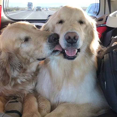 Dogilike.com :: ͧǹѡ!  ¹ӷҧ͹ٺҺʹ ˹仴¡ѹ