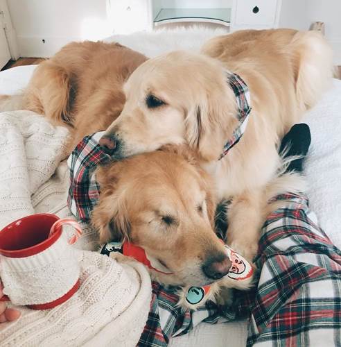 Dogilike.com :: ͧǹѡ!  ¹ӷҧ͹ٺҺʹ ˹仴¡ѹ