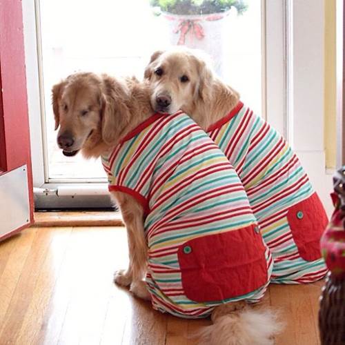 Dogilike.com :: ͧǹѡ!  ¹ӷҧ͹ٺҺʹ ˹仴¡ѹ