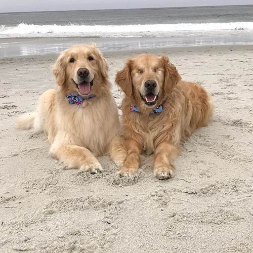 Dogilike.com :: ͧǹѡ!  ¹ӷҧ͹ٺҺʹ ˹仴¡ѹ