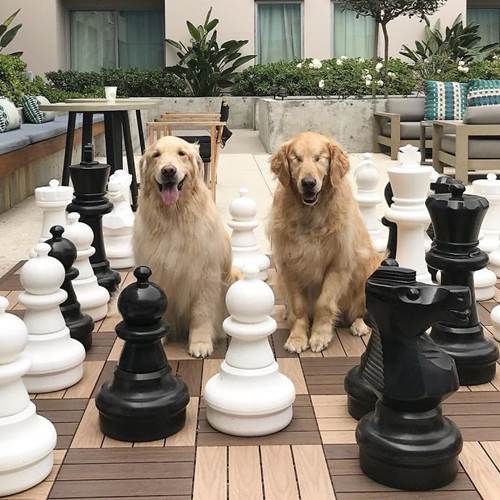 Dogilike.com :: ͧǹѡ!  ¹ӷҧ͹ٺҺʹ ˹仴¡ѹ
