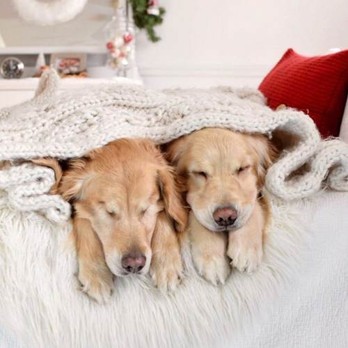 Dogilike.com :: ͧǹѡ!  ¹ӷҧ͹ٺҺʹ ˹仴¡ѹ