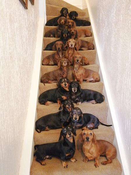 Dogilike.com :: ˹ⴹ͹Ѻٺ 16 Ƕٻ ش¼͡Ẻ!