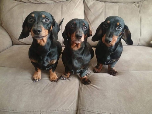 Dogilike.com :: ˹ⴹ͹Ѻٺ 16 Ƕٻ ش¼͡Ẻ!