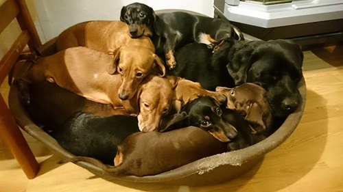 Dogilike.com :: ˹ⴹ͹Ѻٺ 16 Ƕٻ ش¼͡Ẻ!
