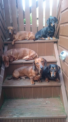 Dogilike.com :: ˹ⴹ͹Ѻٺ 16 Ƕٻ ش¼͡Ẻ!