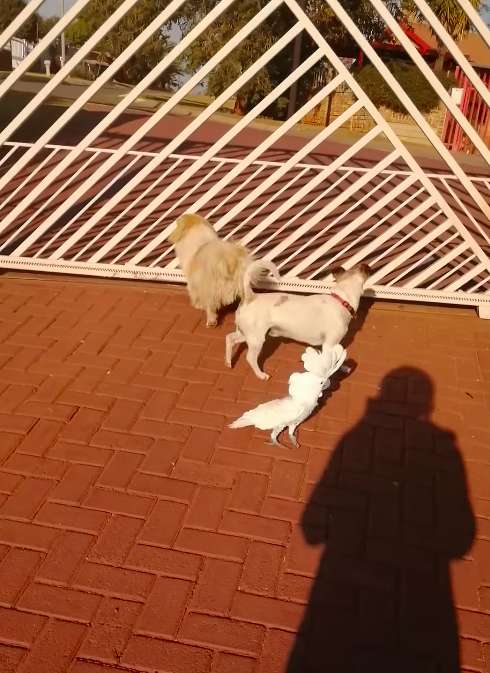 Dogilike.com :: ¹ա! еǹ¹Ẻ͹ٺ Һҹ (Ի)