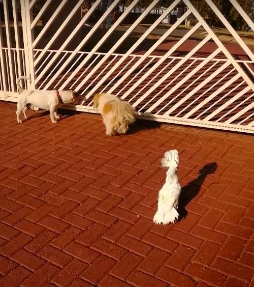 Dogilike.com :: ¹ա! еǹ¹Ẻ͹ٺ Һҹ (Ի)