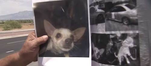 Dogilike.com :: ᷺Ҵ! ساС¡ҹзѾԹ͵عѢشѡ