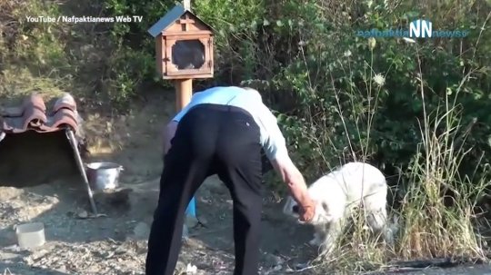 Dogilike.com :: ฮาจิโกะ 2 ตูบที่ไม่ยอมห่างจากจุดที่เจ้าของเสียชีวิตนาน 18 เดือน !