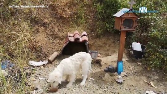 Dogilike.com :: ฮาจิโกะ 2 ตูบที่ไม่ยอมห่างจากจุดที่เจ้าของเสียชีวิตนาน 18 เดือน !