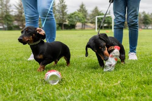 Dogilike.com :: ѡ! 2 Ѫع١֡红Ǵʵԡ价駢зءѹԹ