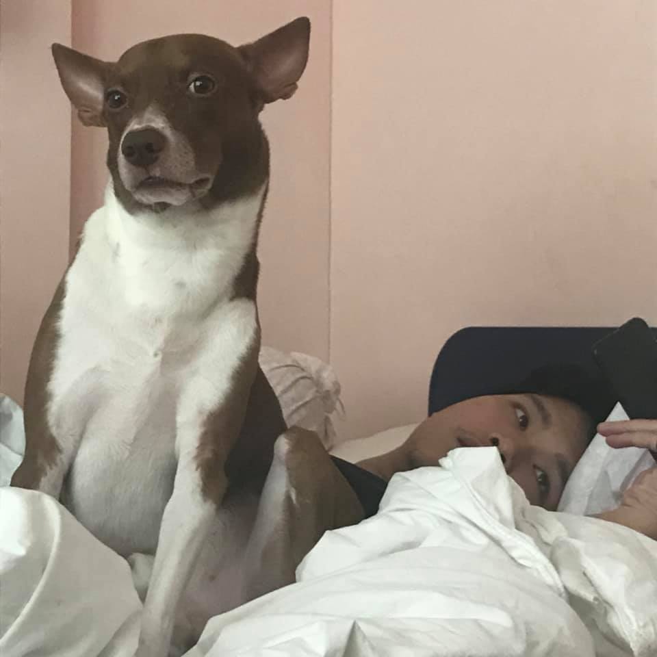 Dogilike.com :: ¡˹˹! ѡ ҷ ٺͺ蹵觡ҵ