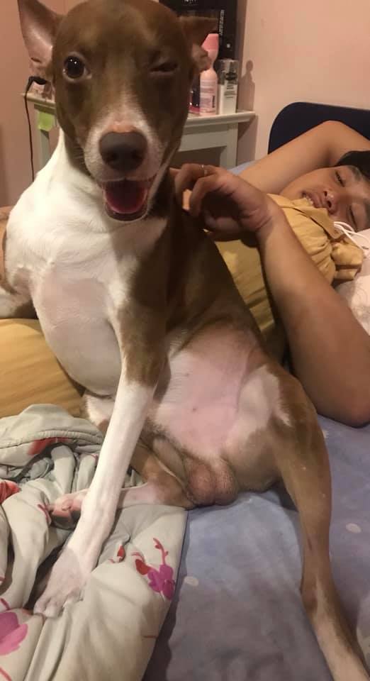 Dogilike.com :: ¡˹˹! ѡ ҷ ٺͺ蹵觡ҵ