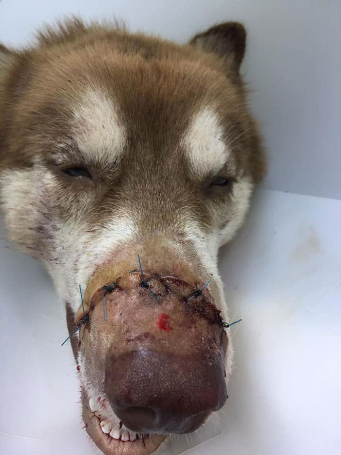 Dogilike.com :: Ŵ! ʡ١ѹ١ͺҴ Ңͧ 㨺һҹ鹷