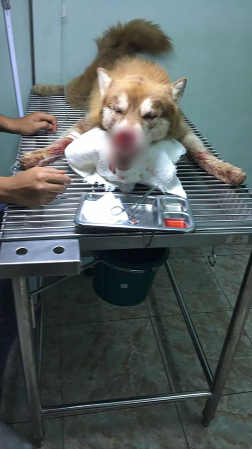 Dogilike.com :: Ŵ! ʡ١ѹ١ͺҴ Ңͧ 㨺һҹ鹷