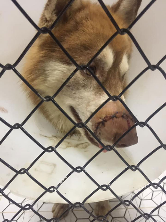 Dogilike.com :: Ŵ! ʡ١ѹ١ͺҴ Ңͧ 㨺һҹ鹷