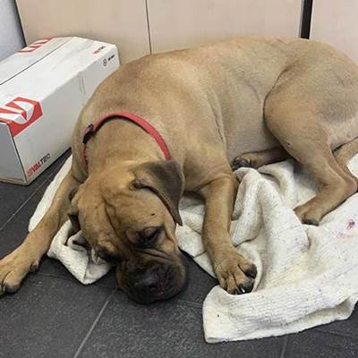 Dogilike.com :: ٺѵ»䫺 125 ѺҢͧͧѹ!