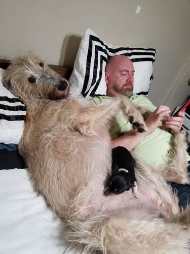 Dogilike.com :: เจ้าของพากันโพสต์ภาพน่ารัก ไอริช วูล์ฟฮาวด์ ตัวใหญ่ใจดีใครเห็นต้องรัก !