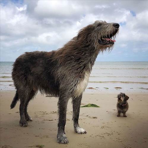 Dogilike.com :: เจ้าของพากันโพสต์ภาพน่ารัก ไอริช วูล์ฟฮาวด์ ตัวใหญ่ใจดีใครเห็นต้องรัก !