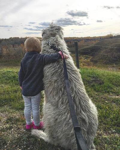 Dogilike.com :: เจ้าของพากันโพสต์ภาพน่ารัก ไอริช วูล์ฟฮาวด์ ตัวใหญ่ใจดีใครเห็นต้องรัก !
