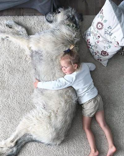 Dogilike.com :: เจ้าของพากันโพสต์ภาพน่ารัก ไอริช วูล์ฟฮาวด์ ตัวใหญ่ใจดีใครเห็นต้องรัก !
