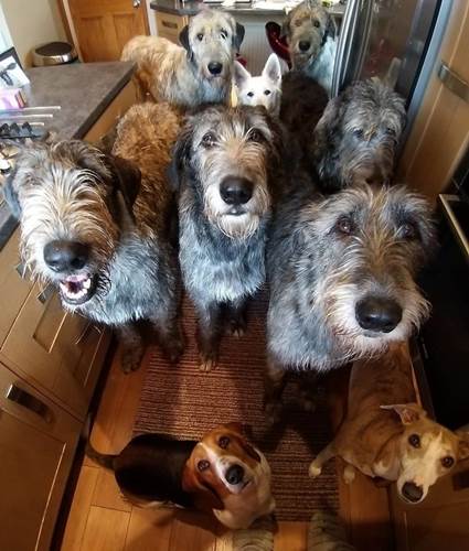 Dogilike.com :: เจ้าของพากันโพสต์ภาพน่ารัก ไอริช วูล์ฟฮาวด์ ตัวใหญ่ใจดีใครเห็นต้องรัก !