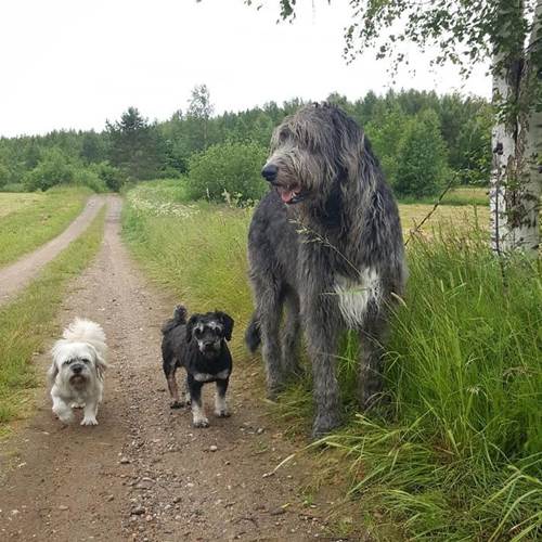 Dogilike.com :: เจ้าของพากันโพสต์ภาพน่ารัก ไอริช วูล์ฟฮาวด์ ตัวใหญ่ใจดีใครเห็นต้องรัก !