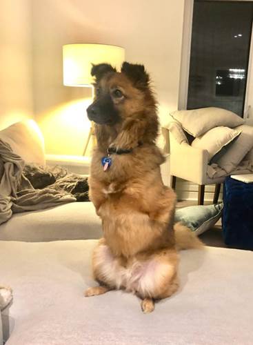 Dogilike.com :: ٺ١ҢͧԴҵѴҷЪͺشԹ ѹѹժԵ !